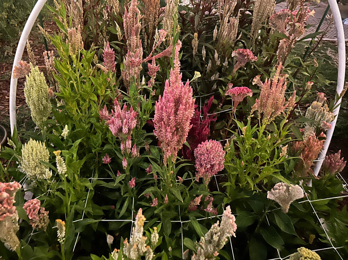 Celosia grown from seed
