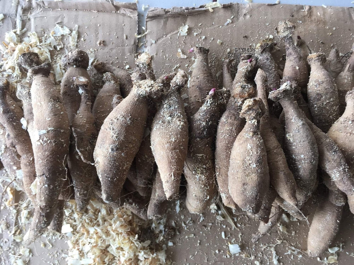 Dahlia tubers dug and divided by hand