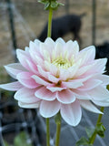 Dapex Pink Delight dahlia