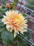 Elsie C dahlia