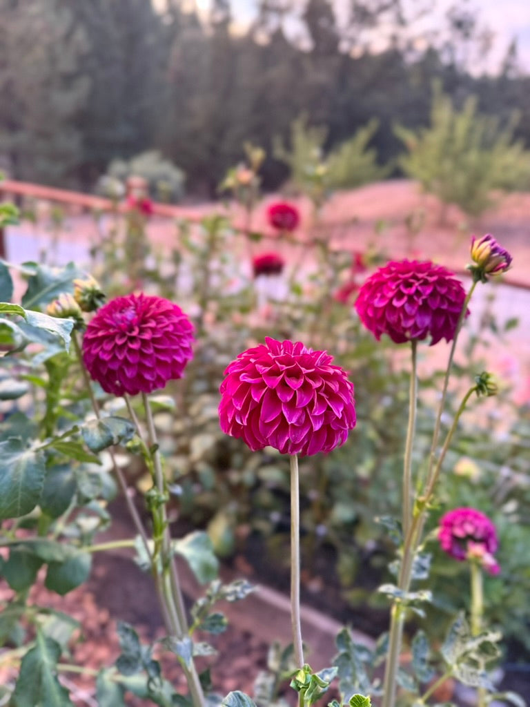 Clearview Jennae dahlia