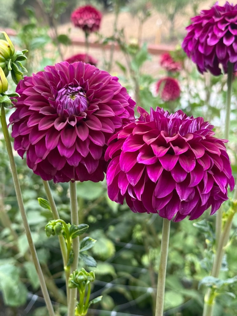Clearview Jennae dahlia