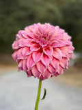 Coorabell Amy dahlia