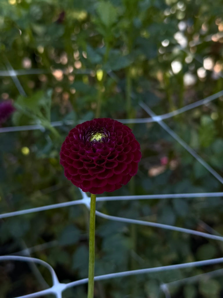 Crossfield Ebony dahlia
