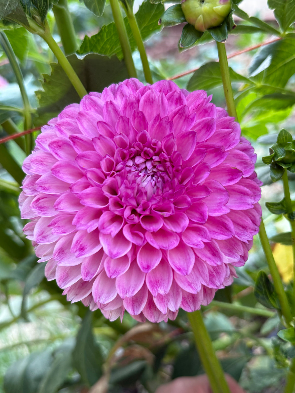 JS Dorothy Rose image 0