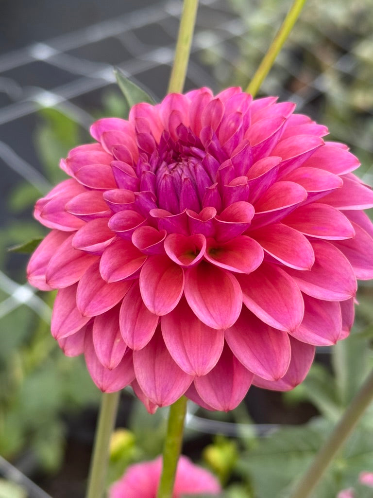 AT Goly dahlia