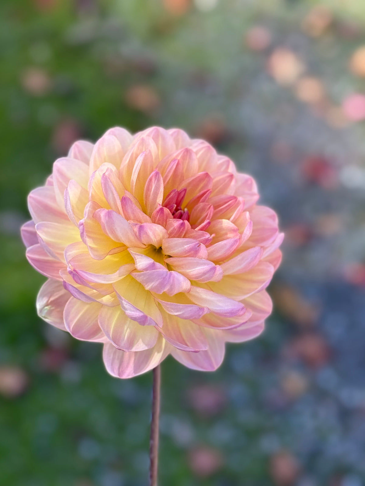 Hapet Old Charm & Sandia Bliss Seed image 0