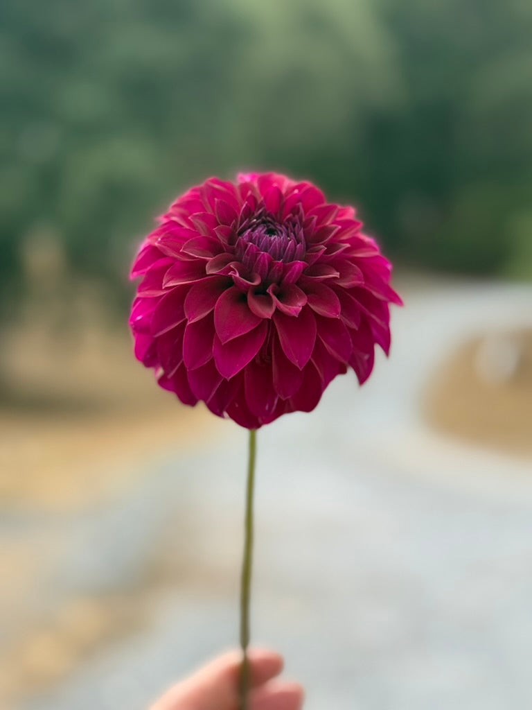 Clearview Jennae dahlia