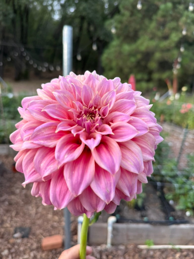 Coorabell Amy dahlia