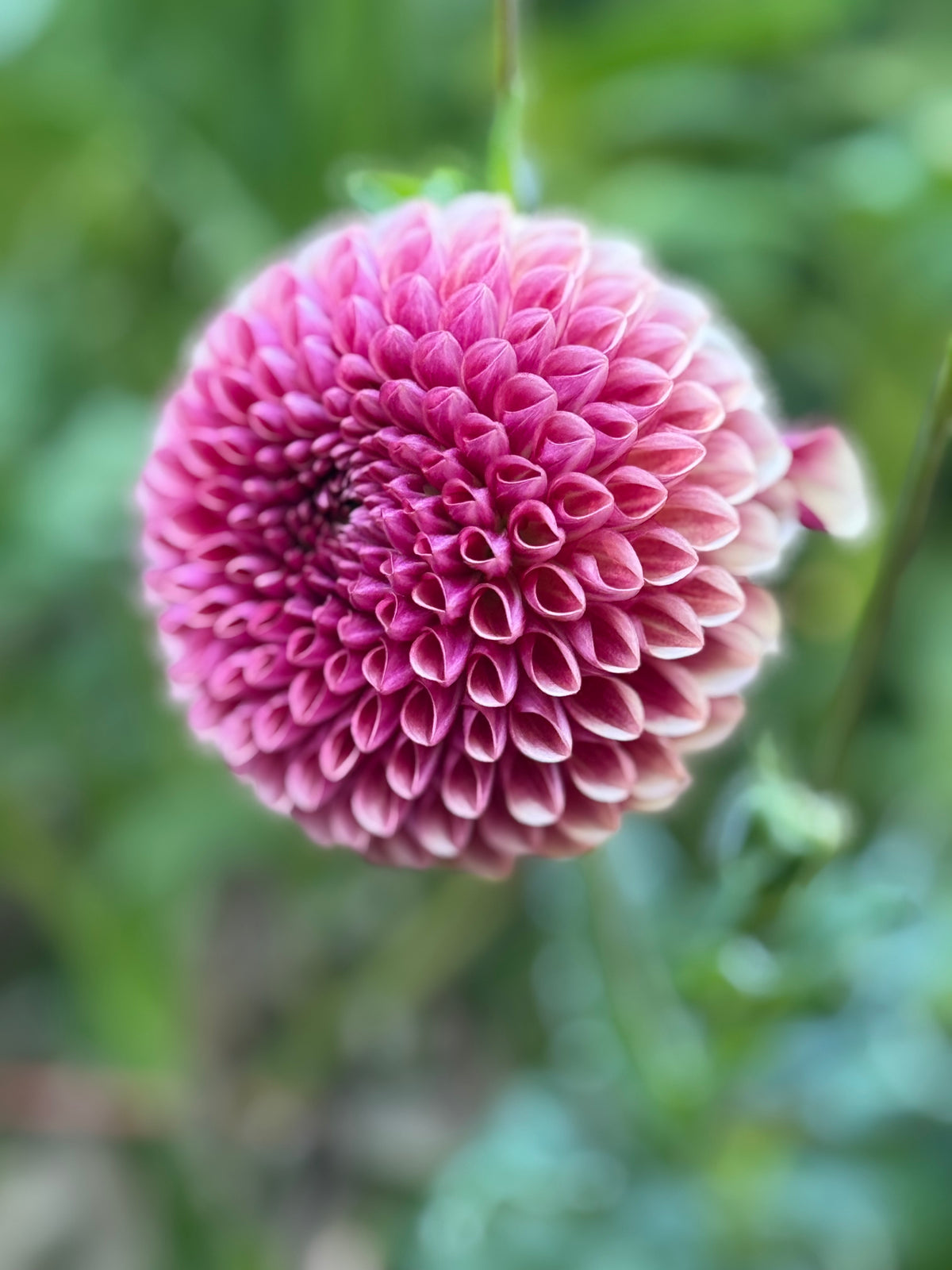 Ball Dahlia Seeds image 0