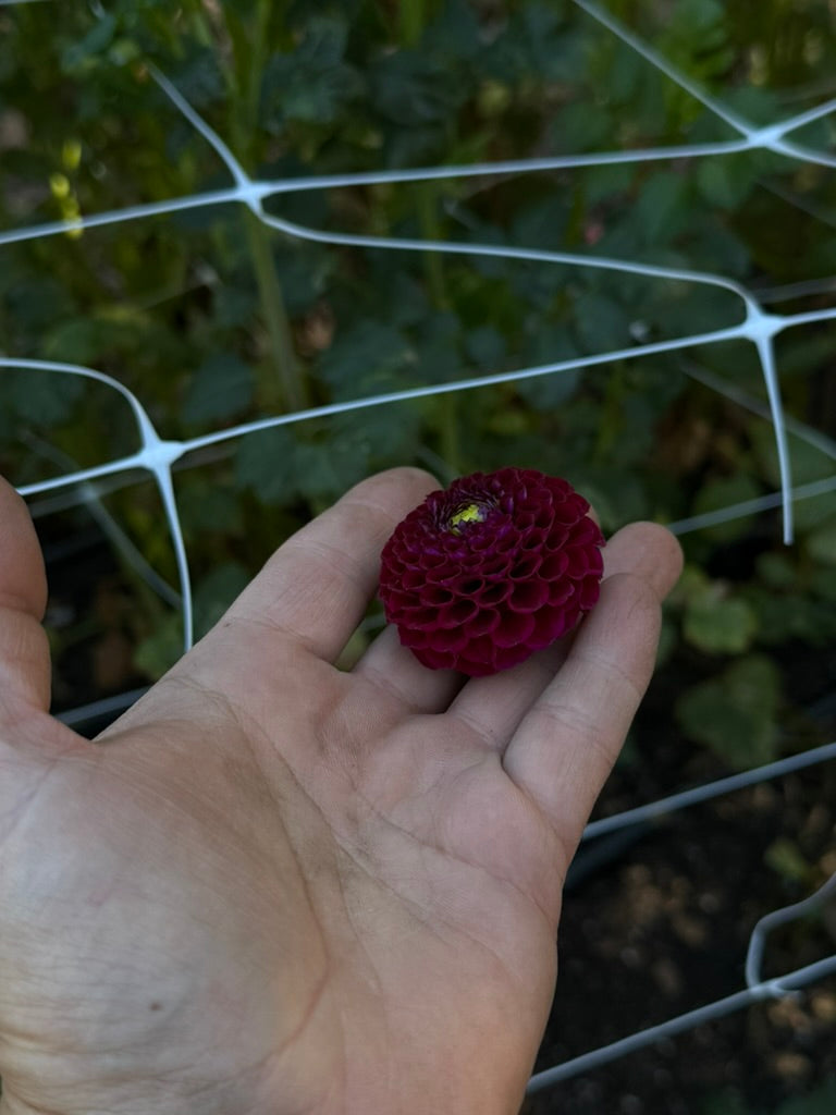 Crossfield Ebony dahlia