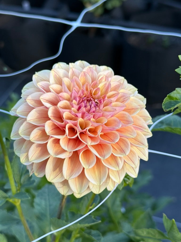 Carpe Summer Blush dahlia