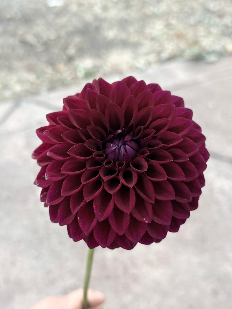 Westerton Sunset dahlia