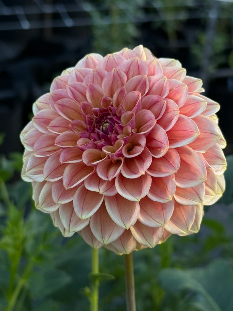 Carpe Summer Blush dahlia