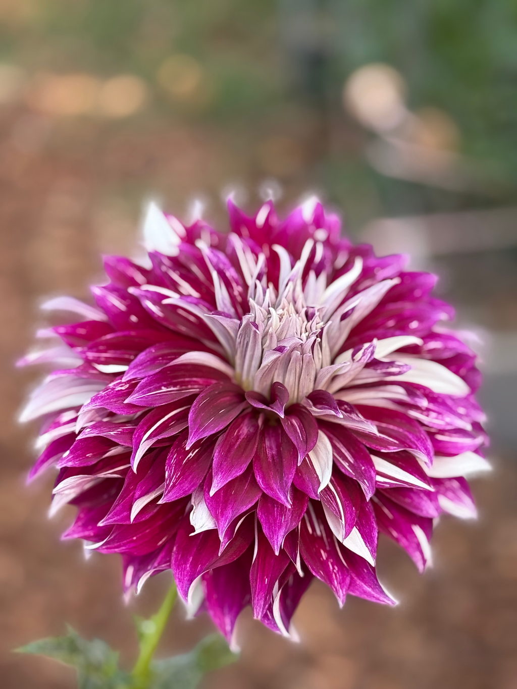 Knight’s Armour (OG Blushing Beauty)