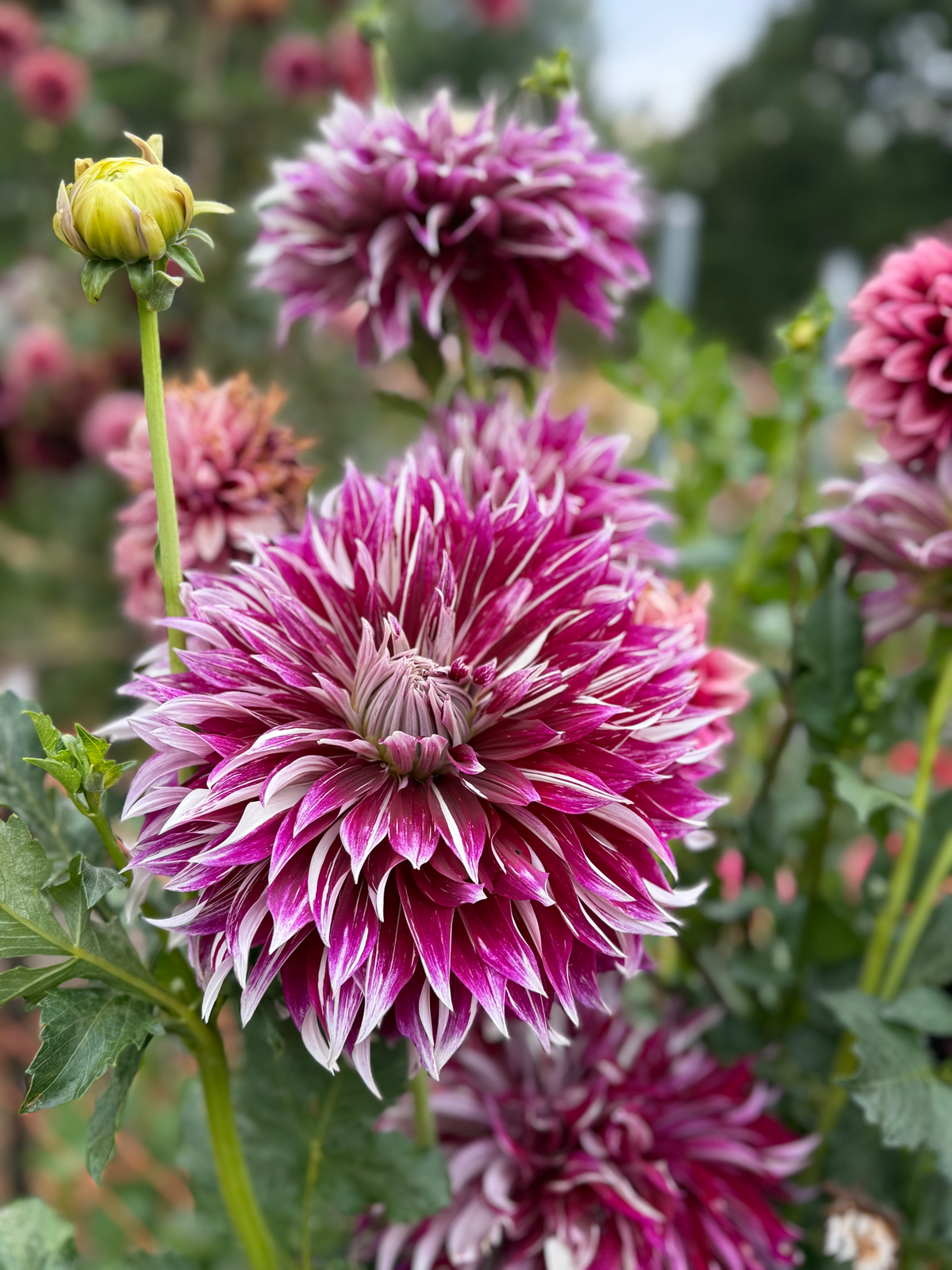 Knight’s Armour (OG Blushing Beauty)