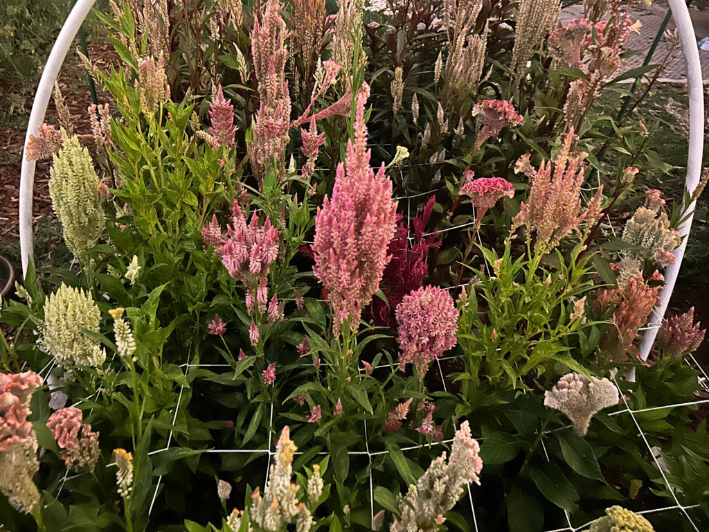 Celosia