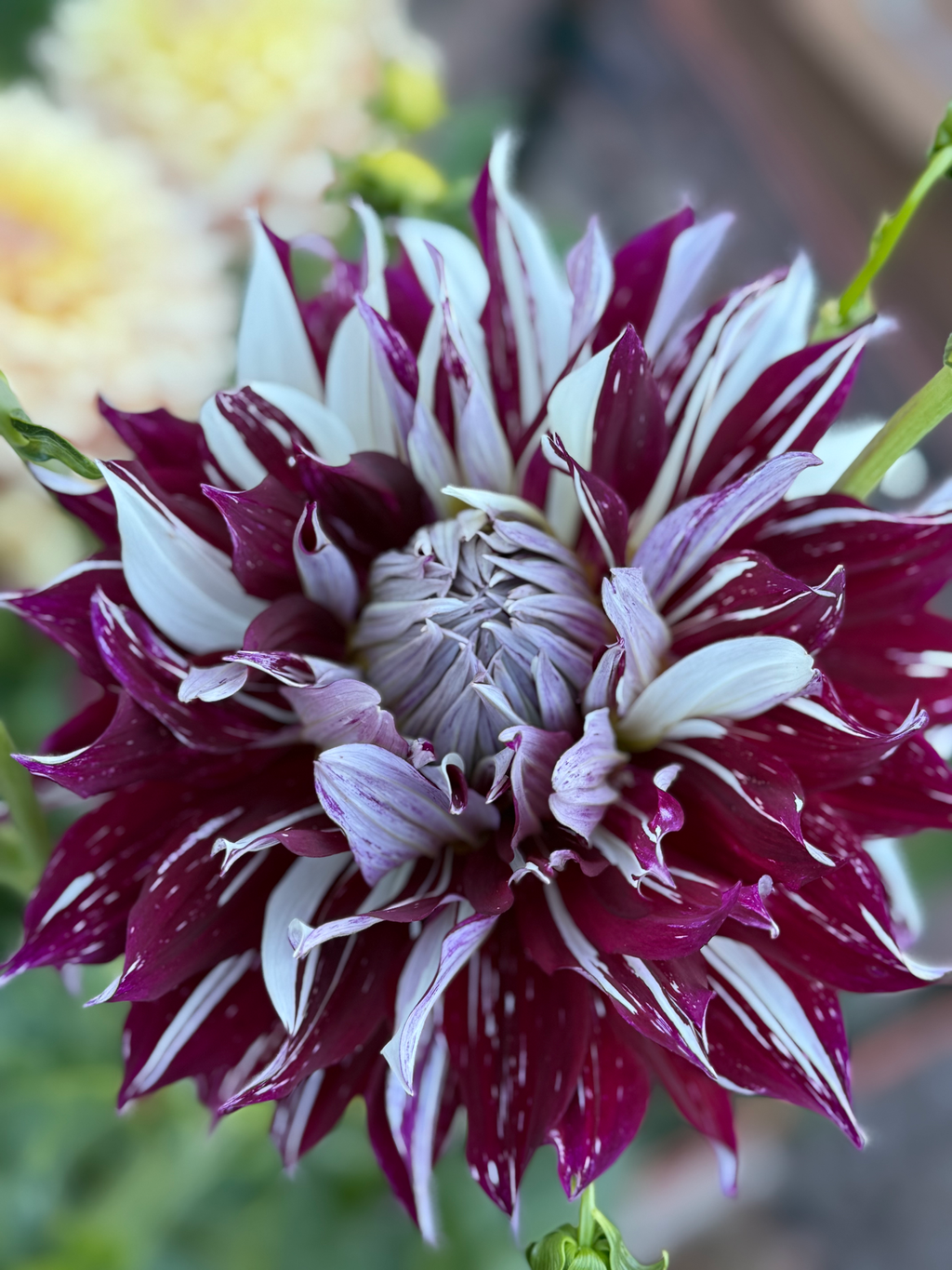 Knight’s Armour (OG Blushing Beauty)