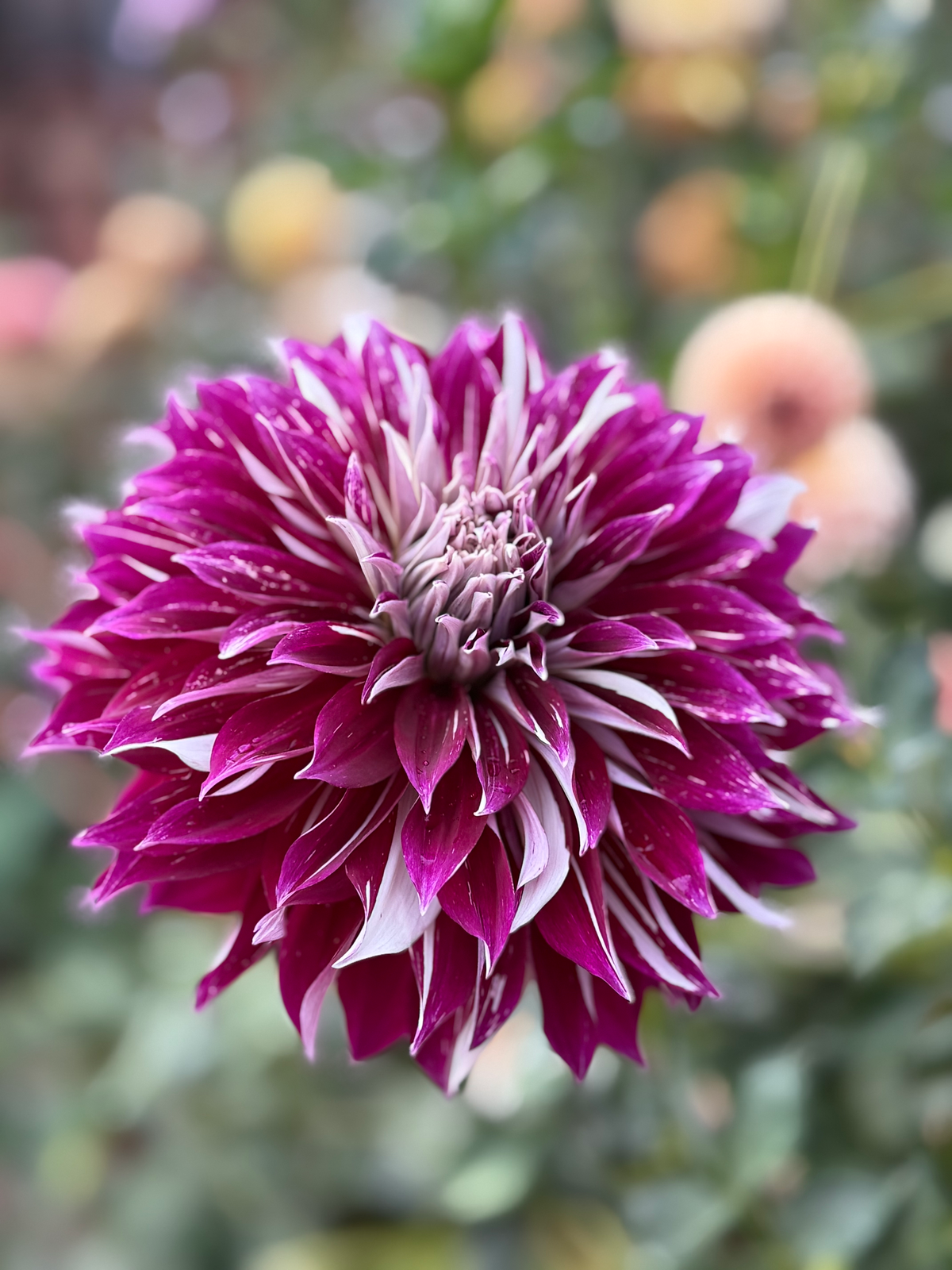 Knight’s Armour (OG Blushing Beauty)