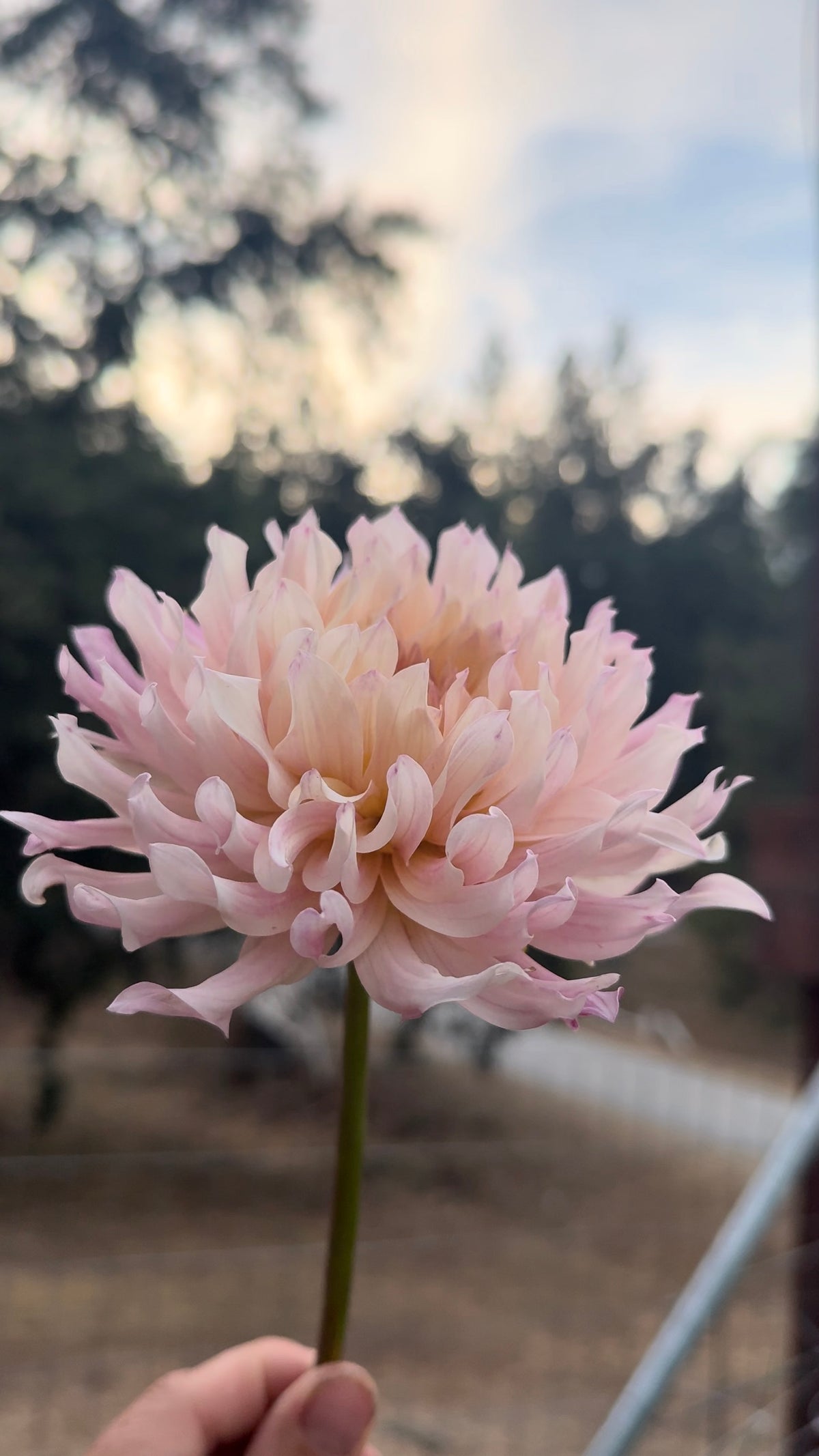 Bich Nga dahlia