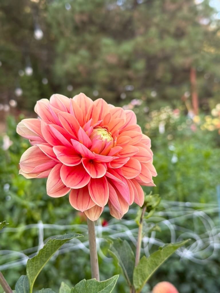 BF Roan dahlia