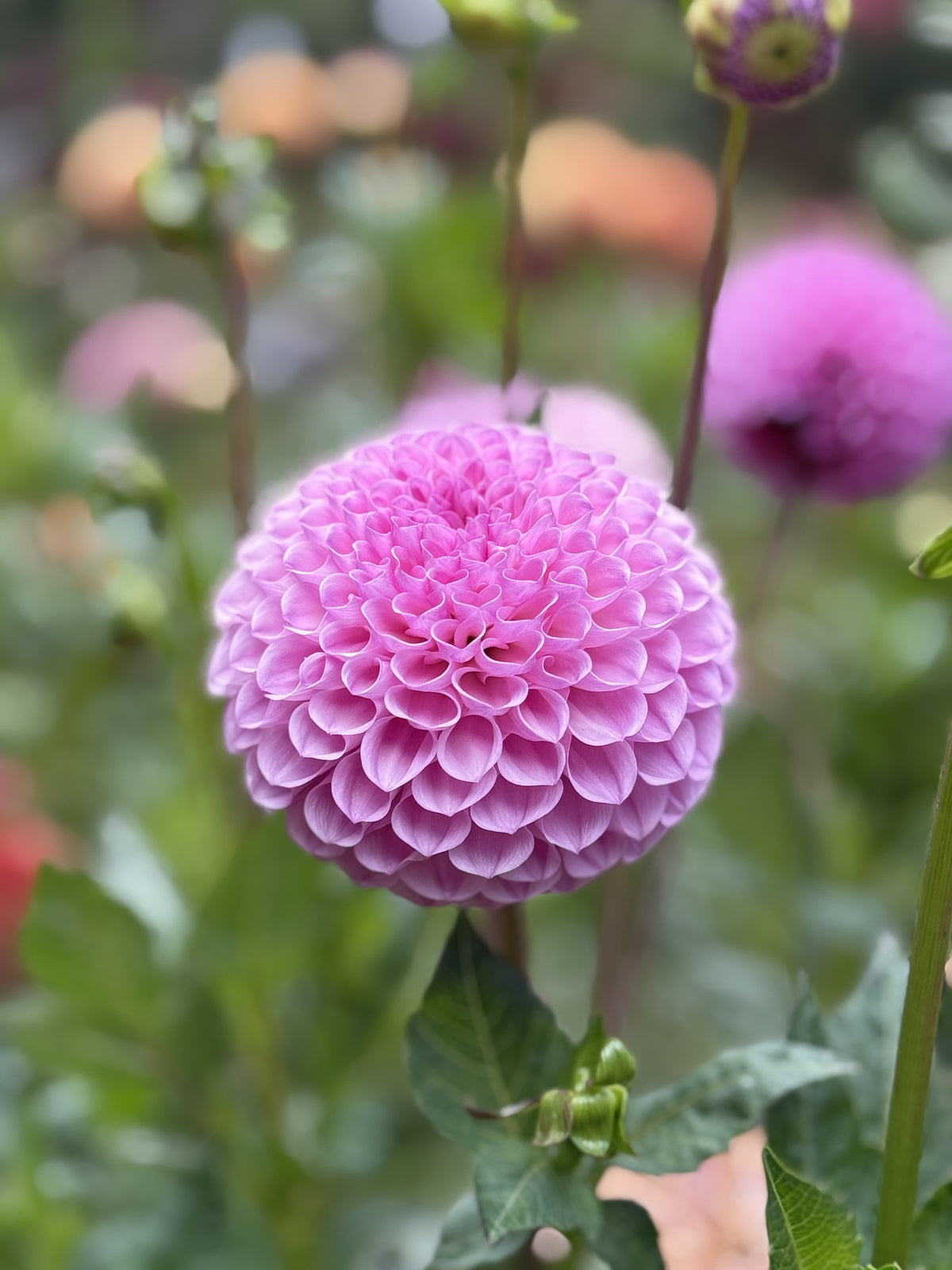 20th Ave for Mom dahlia bloom in dark pink – photo 1 of 3