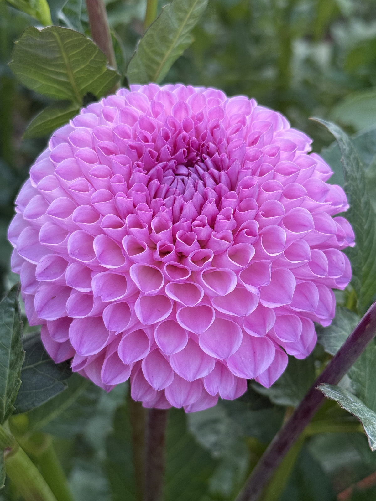 20th Ave for Mom dahlia bloom in dark pink – photo 2 of 3