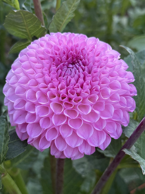 20th Ave for Mom dahlia bloom in dark pink – photo 2 of 3