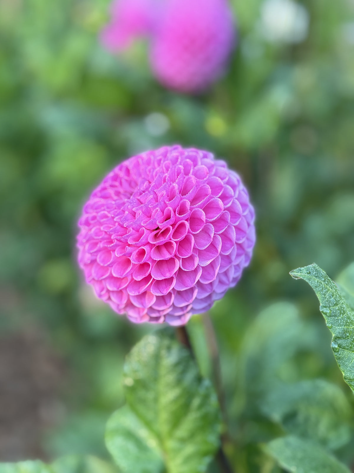 20th Ave for Mom dahlia bloom in dark pink – photo 3 of 3