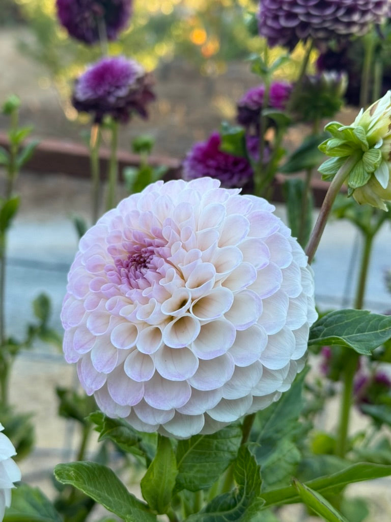 20th Ave Memory dahlia bloom in pink – photo 1 of 3
