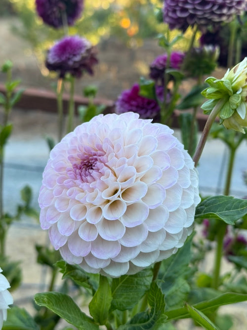 20th Ave Memory dahlia
