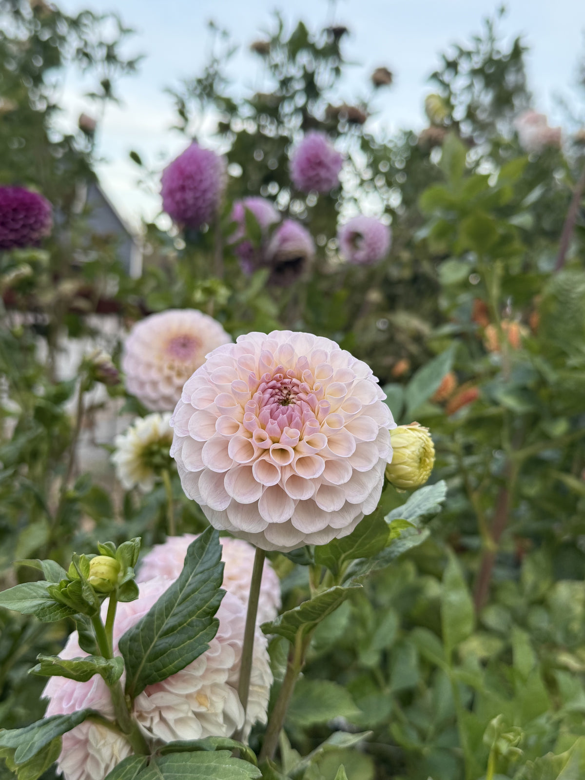 20th Ave Memory dahlia bloom in pink – photo 3 of 3