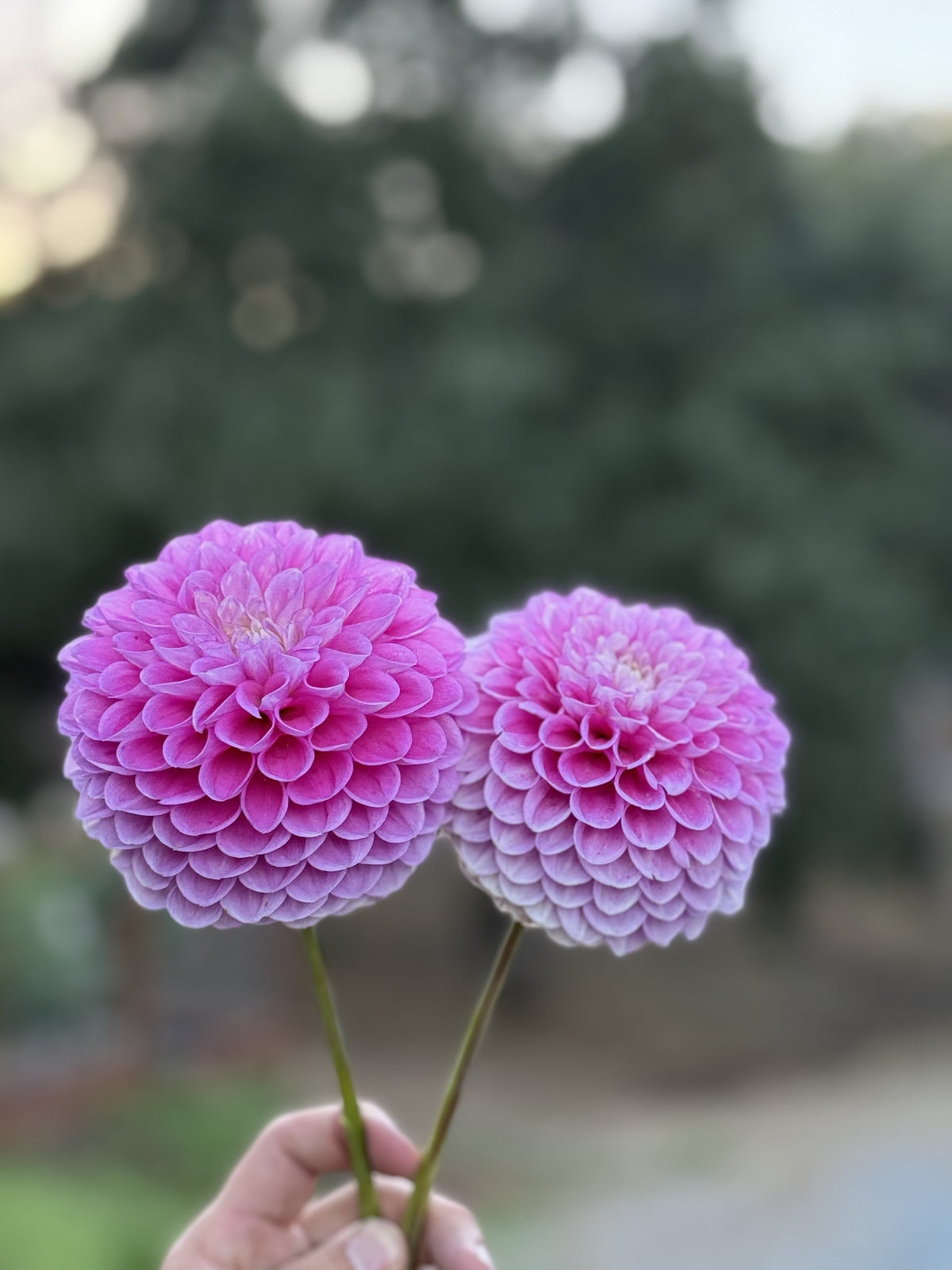 20th Ave Old Major dahlia bloom in lavender – photo 4 of 4