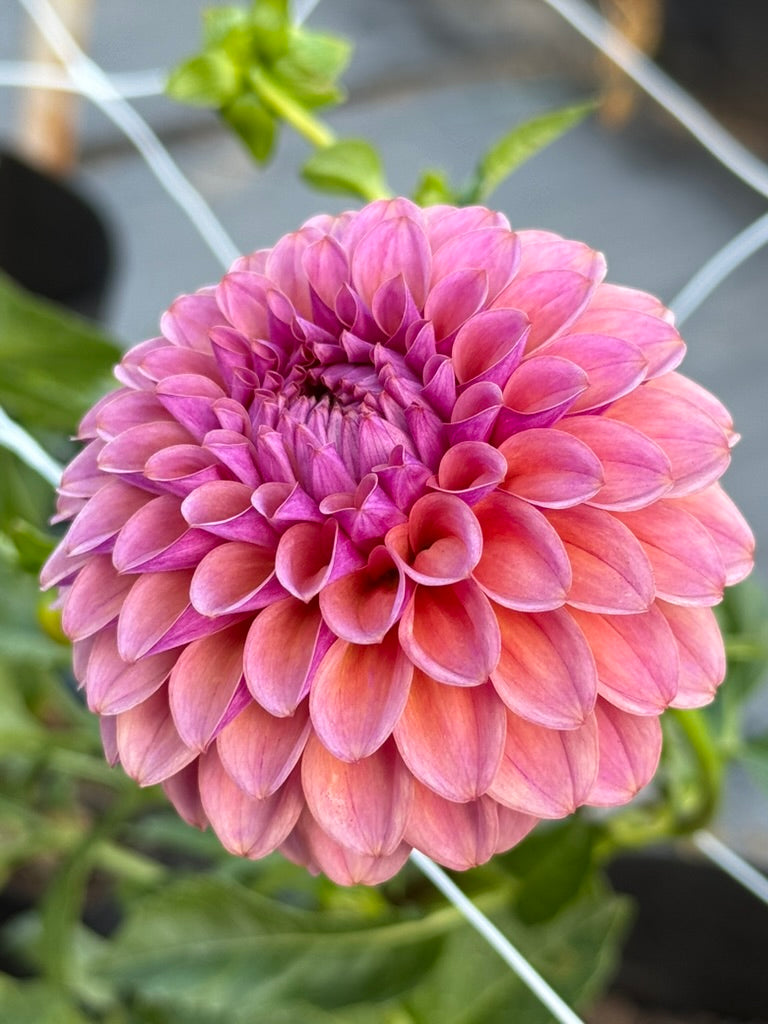 AT Goly dahlia