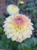 Darbro Highland dahlia