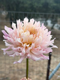 Bich Nga dahlia