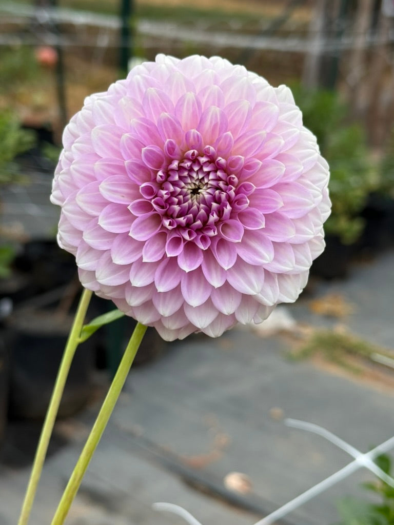 Coorabell Zoe dahlia