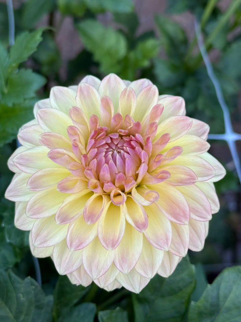 Darbro Highland dahlia