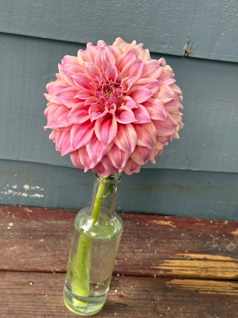 Coorabell Amy dahlia