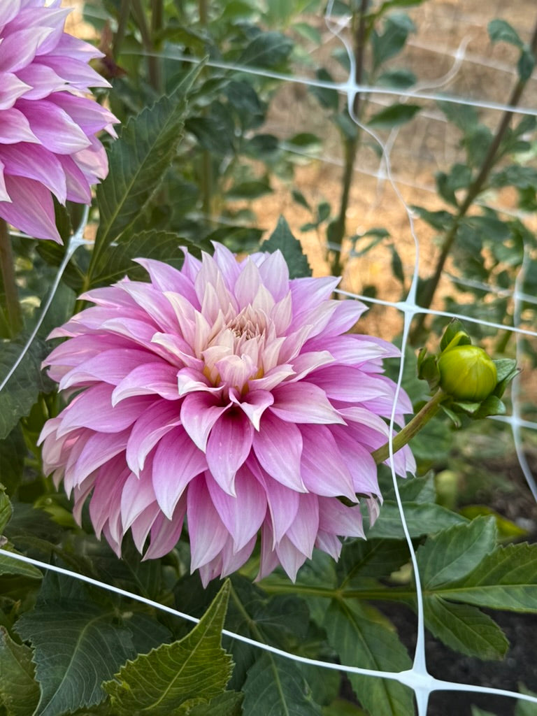 Clearview Lila dahlia