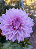 Ferncliff Inspiration image 0