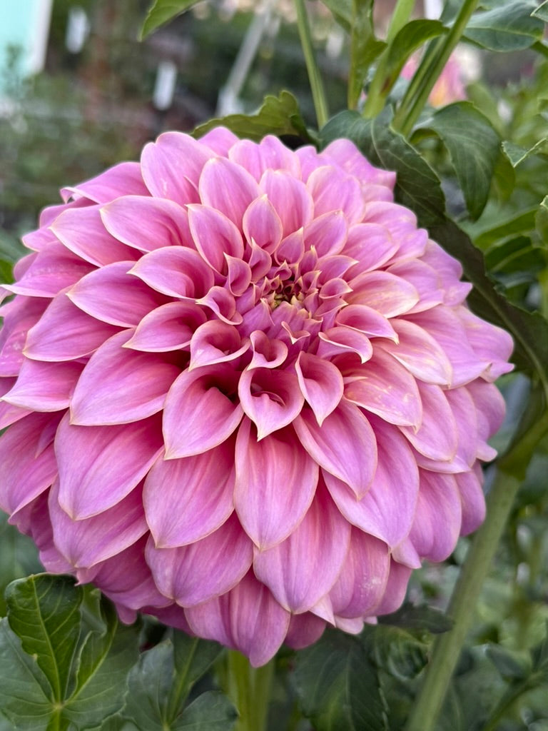 Coorabell Amy dahlia