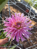 Eden Spiderling dahlia