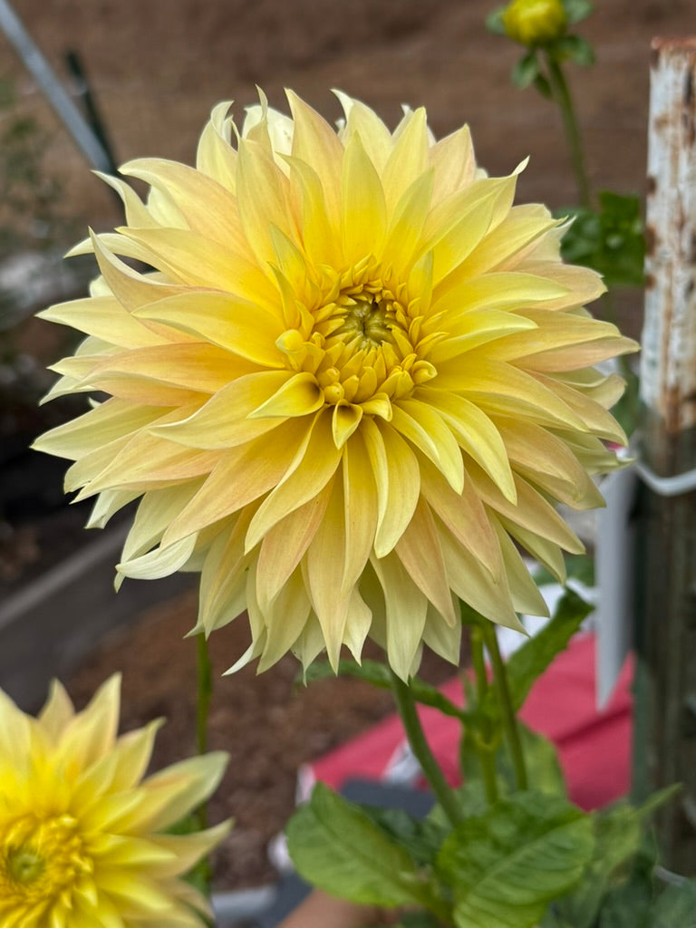 Camano Pet dahlia
