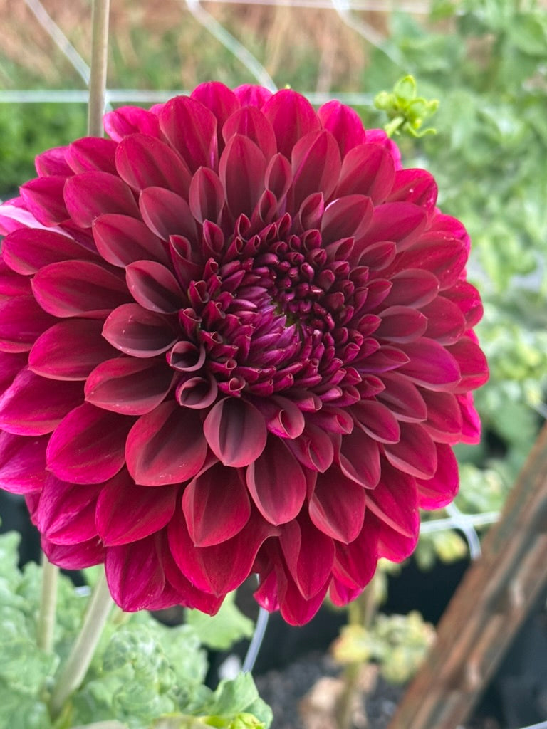 Colleen Mooney dahlia