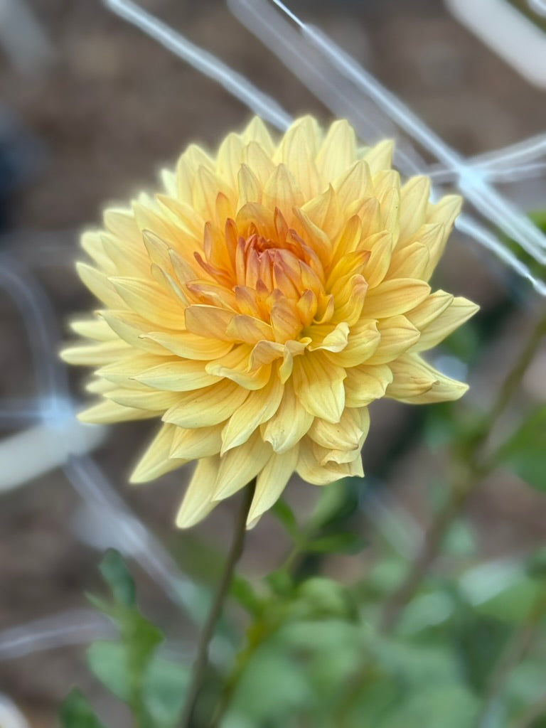 Eden Inga dahlia