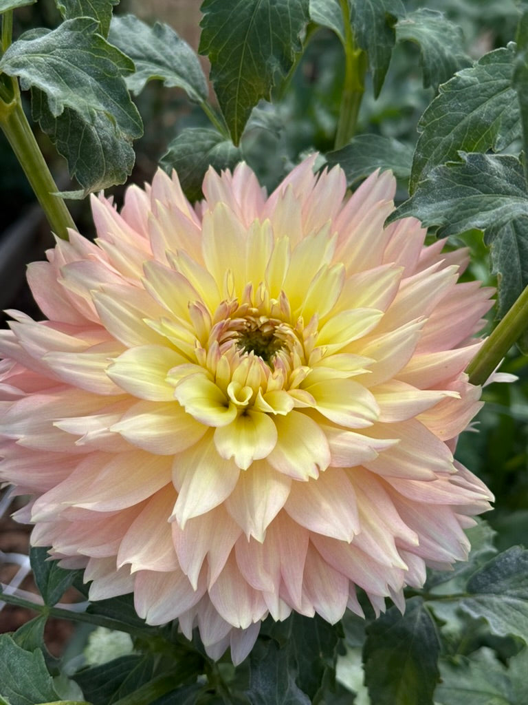 BF Lotus dahlia