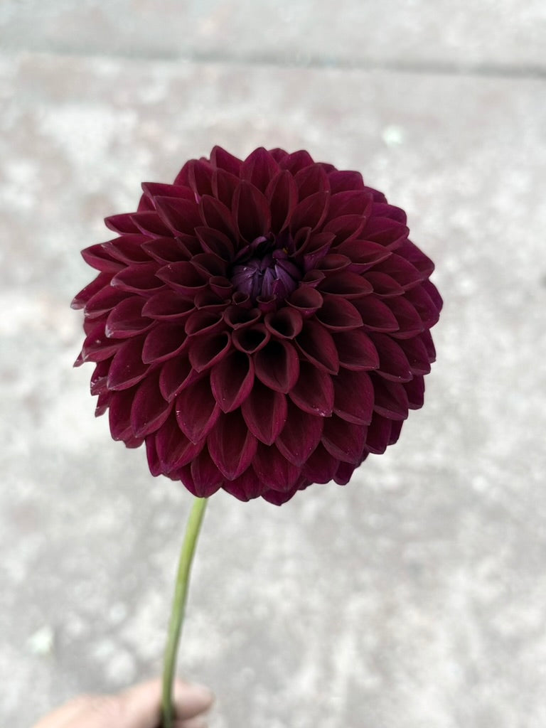 Westerton Sunset dahlia