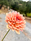Fawn image 0