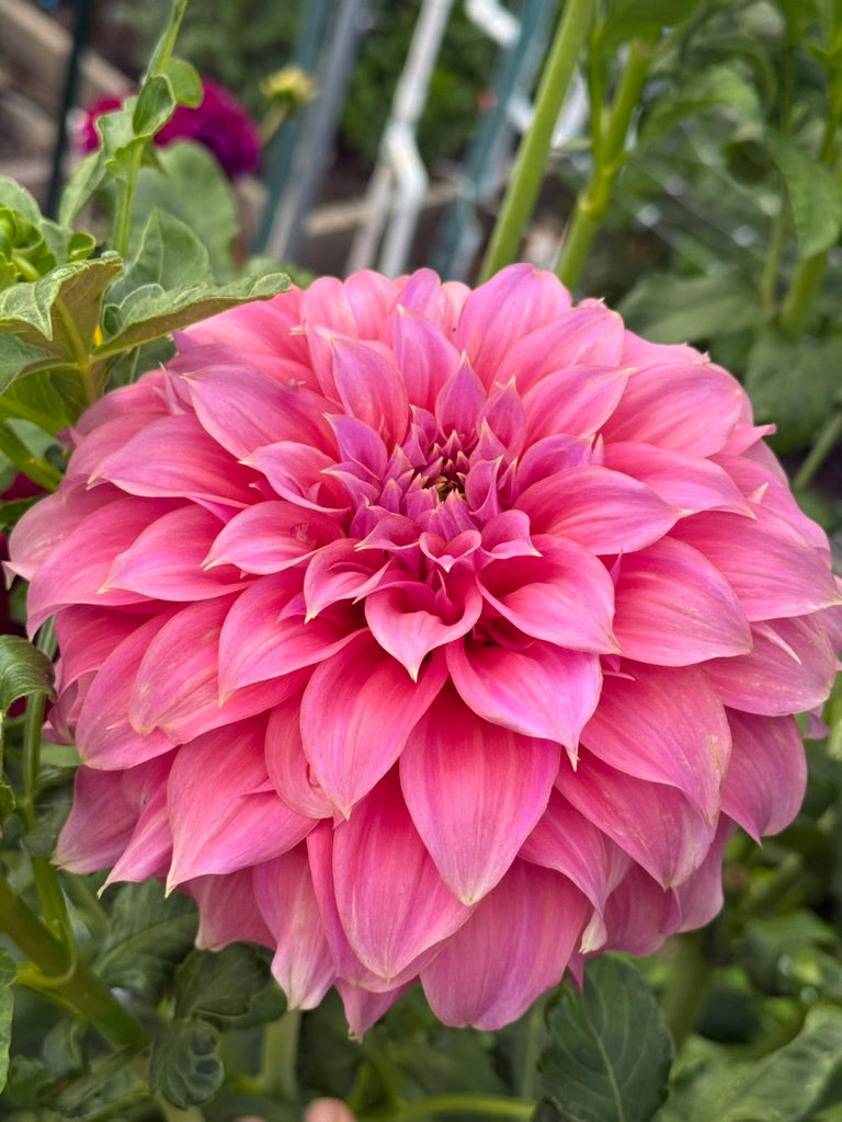 Coorabell Amy dahlia